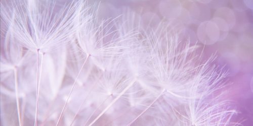dandelion-923221_1280 dandelion-923221_1280